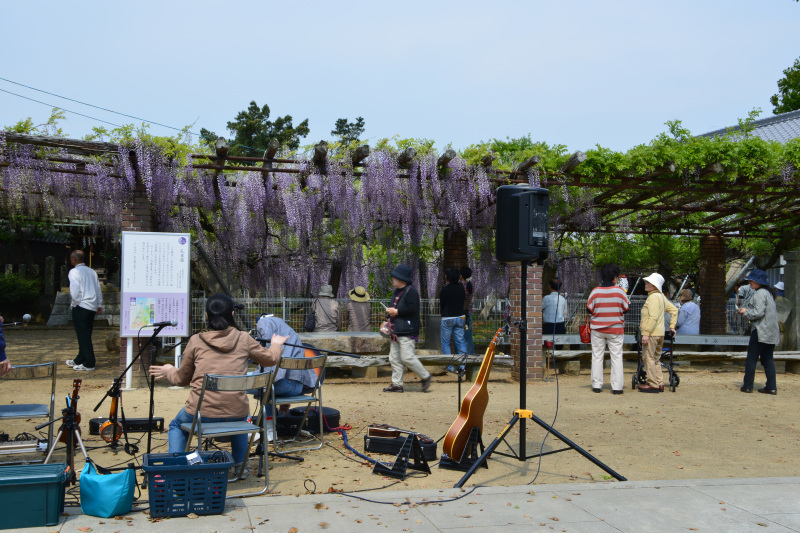 岩田神社の 2017藤まつり ①_d0246136_22373029.jpg