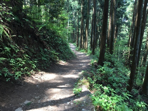 新緑の大多摩ウォーキングトレイル(2)松の木尾根から鳩ノ巣渓谷_b0330040_16461692.jpg