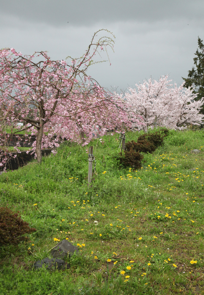 御所市　九品寺　桜　たんぽぽ_c0108146_19512115.jpg