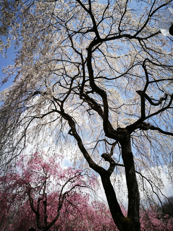 三春町歴史民俗資料館の桜　＠福島県三春町_f0048546_02401995.jpg