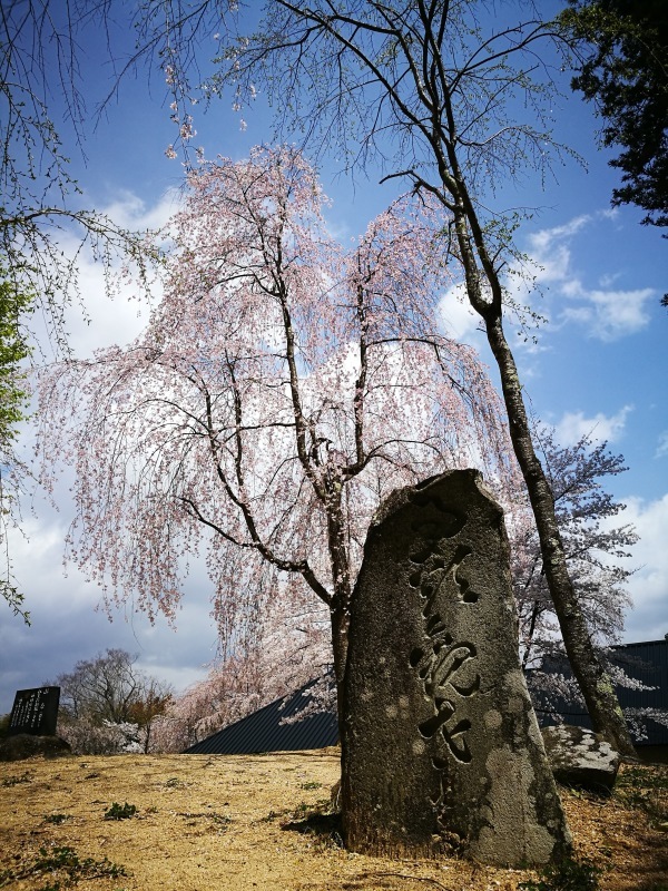 三春町歴史民俗資料館の桜　＠福島県三春町_f0048546_02402742.jpg