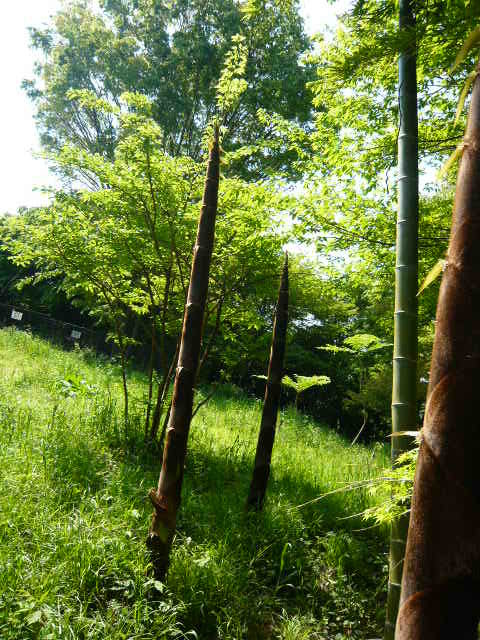 a0099154_14514502.jpg