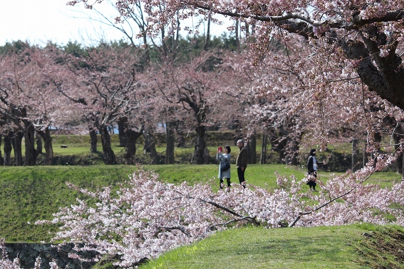 4月29日　2017 五稜郭公園の桜　５_b0250154_19423062.jpg