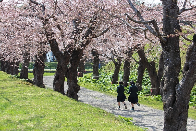 4月29日　2017 五稜郭公園の桜　５_b0250154_19470633.jpg