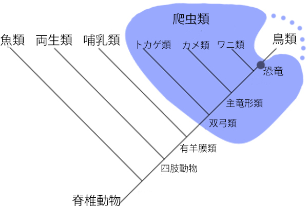 爬虫類 下位分類 双弓類