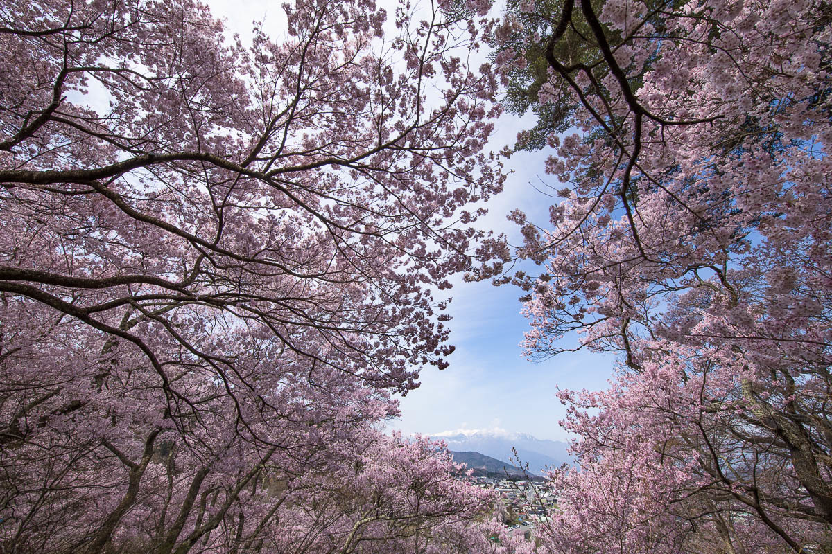 信濃路の桜　012_f0371554_07501897.jpg