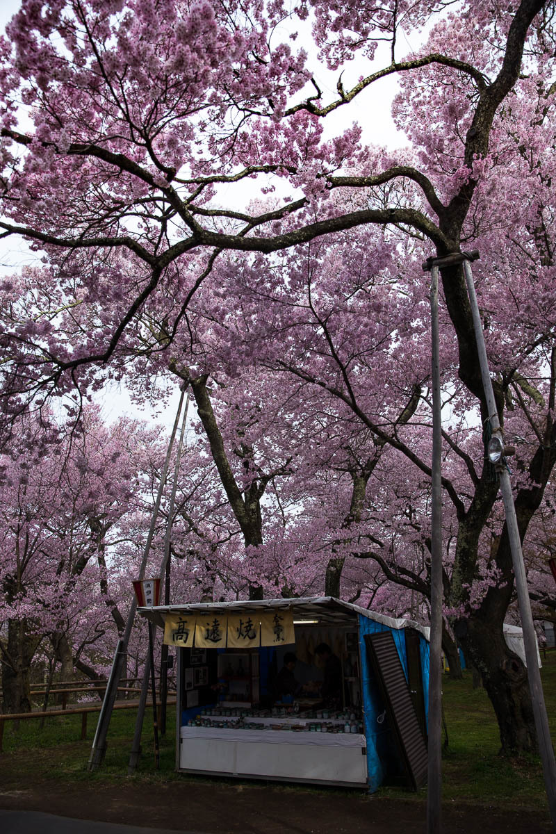 信濃路の桜　013_f0371554_08033844.jpg