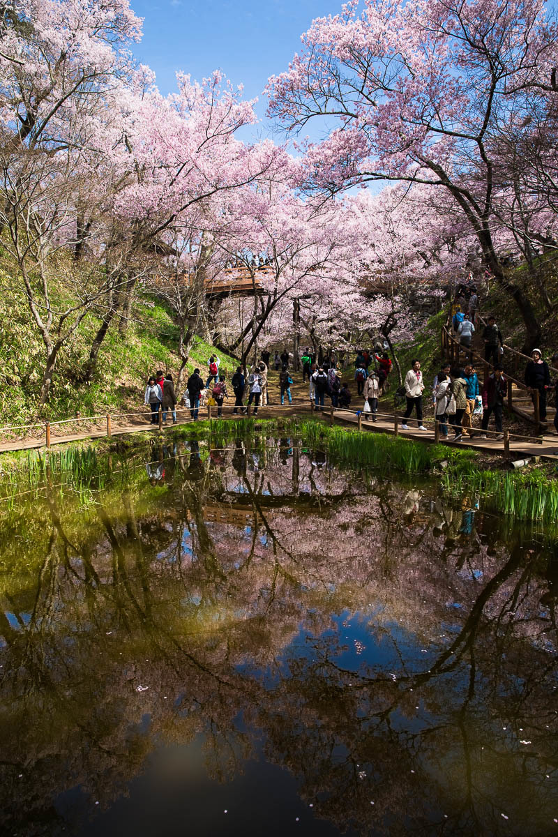 信濃路の桜　013_f0371554_08034674.jpg