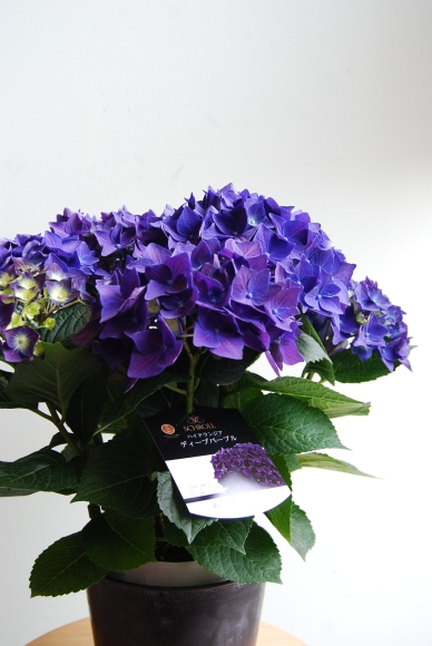 花鉢、花苗の入荷情報です_a0201358_16311059.jpg