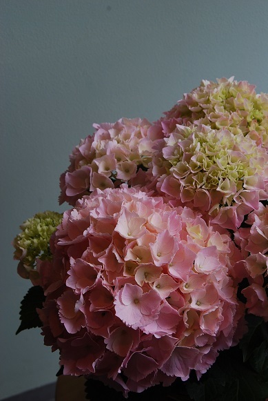 花鉢、花苗の入荷情報です_a0201358_16335422.jpg
