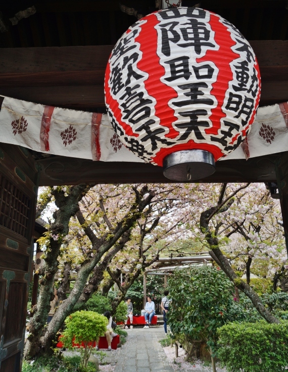 京の名残の桜を求めて(10)雨宝院の歓喜桜・観音桜黄_b0063958_05511744.jpg