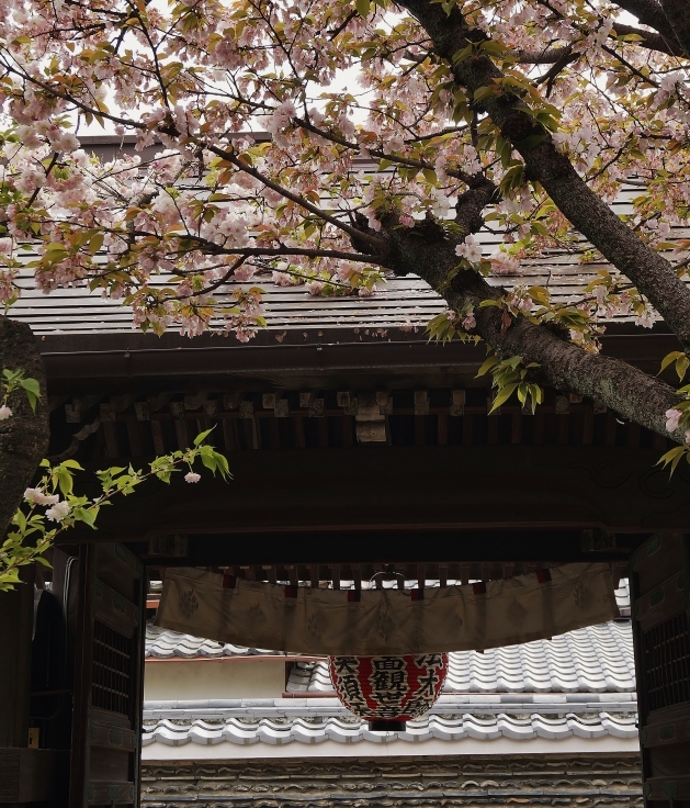 京の名残の桜を求めて(10)雨宝院の歓喜桜・観音桜黄_b0063958_05515578.jpg