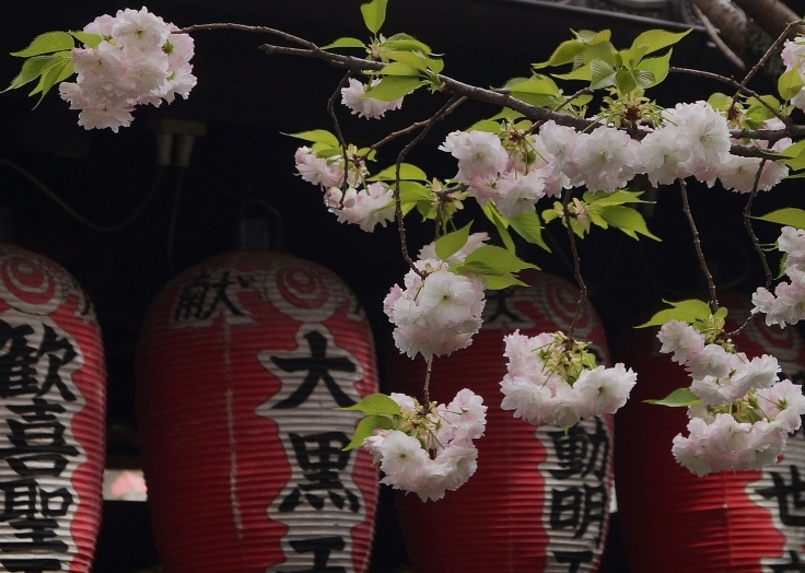 京の名残の桜を求めて(10)雨宝院の歓喜桜・観音桜黄_b0063958_05532739.jpg