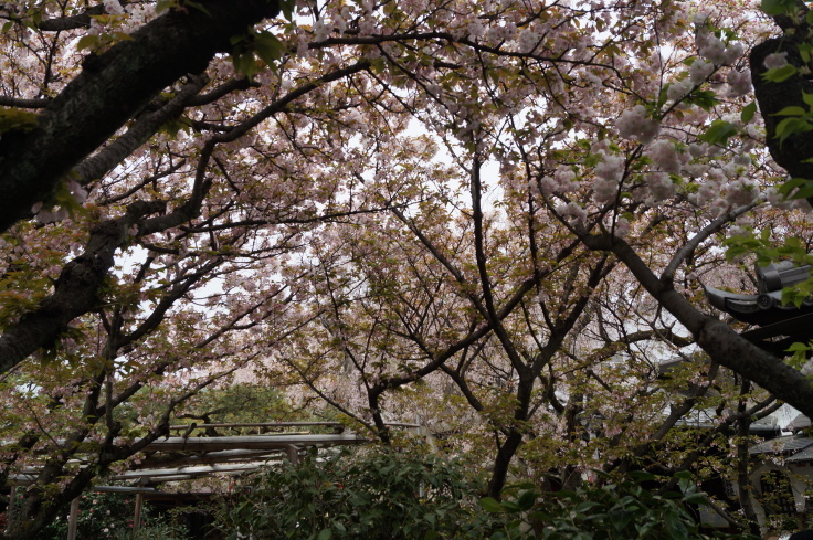 京の名残の桜を求めて(10)雨宝院の歓喜桜・観音桜黄_b0063958_05541440.jpg