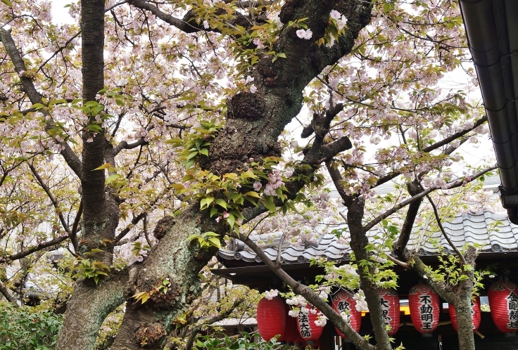 京の名残の桜を求めて(10)雨宝院の歓喜桜・観音桜黄_b0063958_05561865.jpg