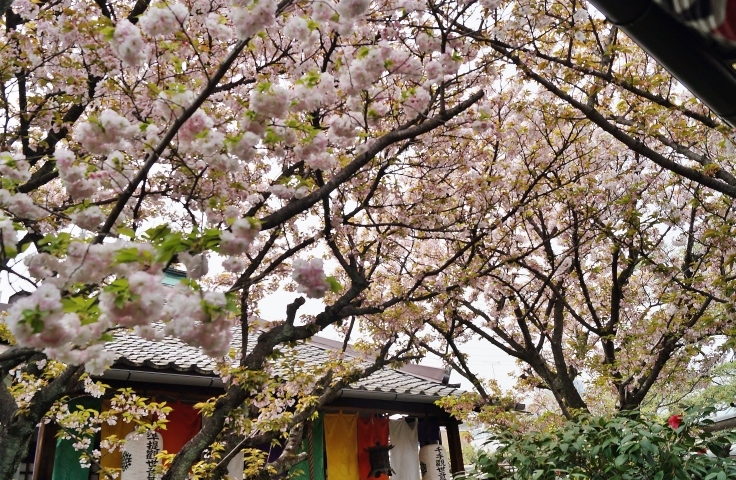 京の名残の桜を求めて(10)雨宝院の歓喜桜・観音桜黄_b0063958_05571853.jpg