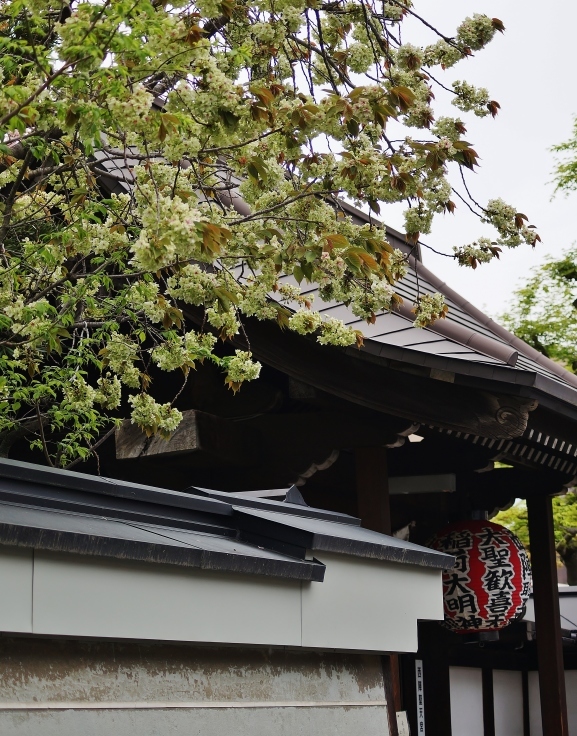 京の名残の桜を求めて（１１）雨宝院の御衣黄_b0063958_06145842.jpg