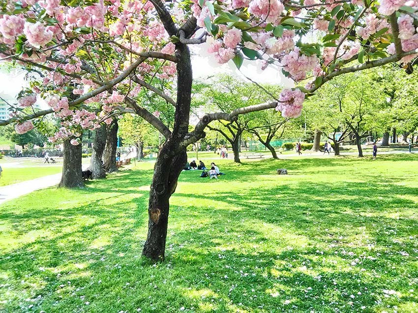 ぼたん桜の醸し出す楽園感_c0366058_00020952.jpg