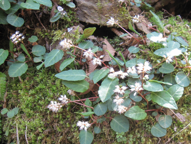 2017.4.29  柴小屋山1249ｍ～薬研谷～大道丸1239ｍ_c0219866_07560791.jpg