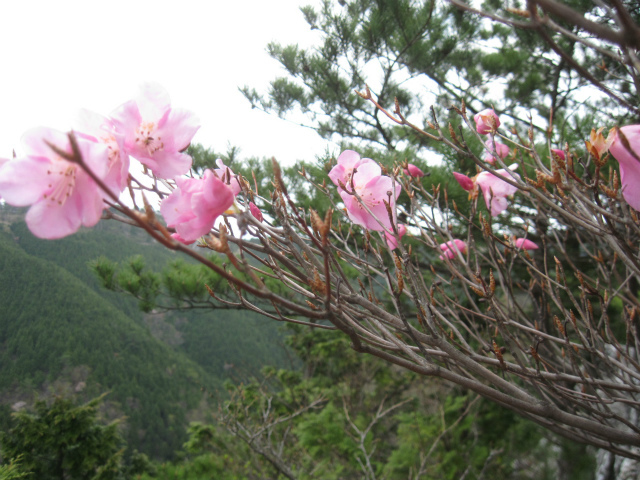 2017.4.29  柴小屋山1249ｍ～薬研谷～大道丸1239ｍ_c0219866_19245636.jpg