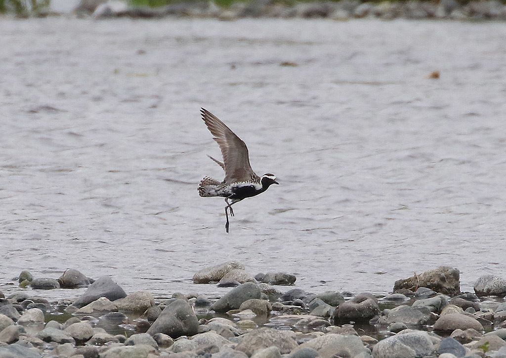 西湘の河川敷の鳥さん_d0313867_11423423.jpg