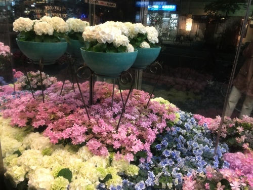 通りの花屋さんに癒されて_d0143475_22083147.jpg