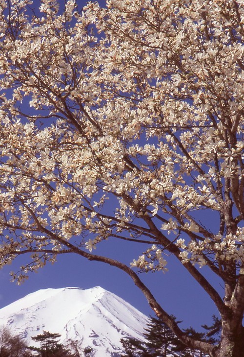 ４月の富士山２：２５日ロケハンの一日_e0080375_19171768.jpg