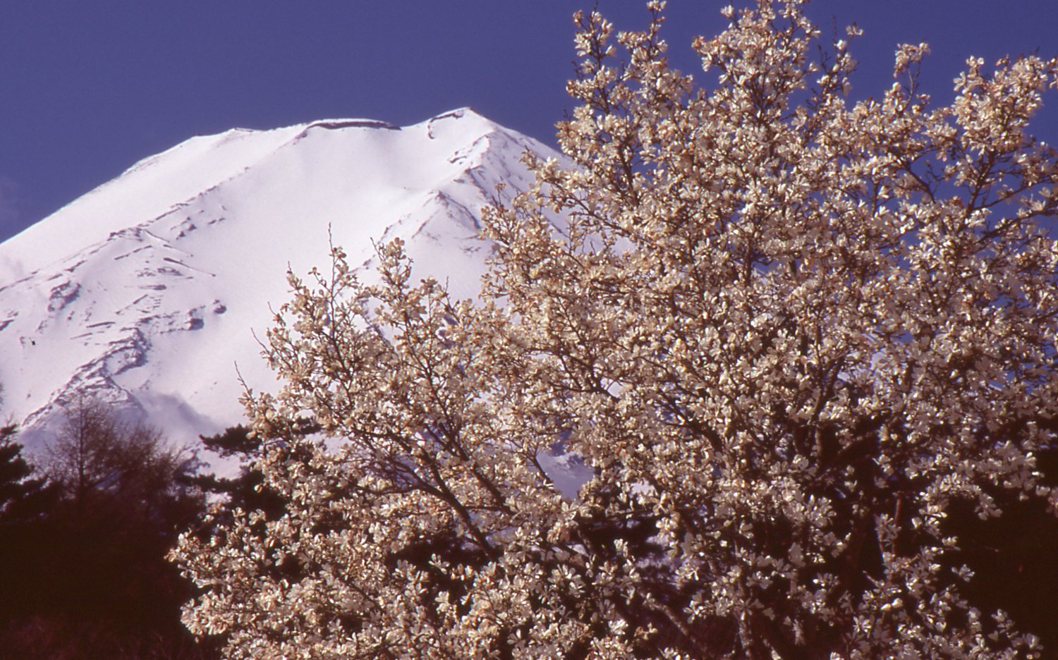 ４月の富士山２：２５日ロケハンの一日_e0080375_19173242.jpg