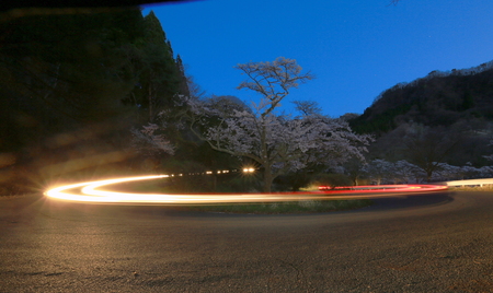 夜桜_b0047179_9372980.jpg