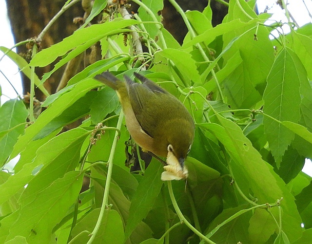 キビタキ巣材運び　白い花クロバイやカマツカ_f0378979_20290262.jpg