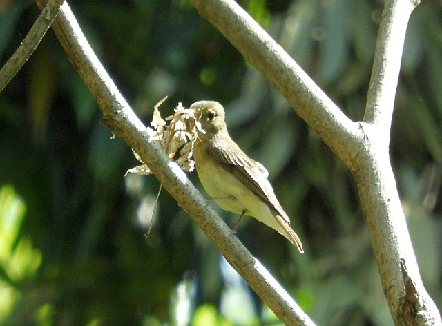 キビタキ巣材運び　白い花クロバイやカマツカ_f0378979_20322824.jpg