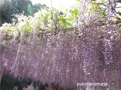 吉祥寺 藤まつり 毎日チクチク