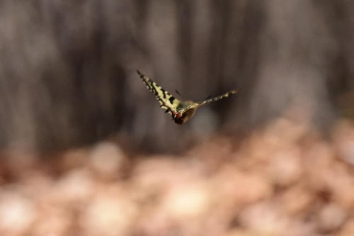 f0348480_17291495.jpg