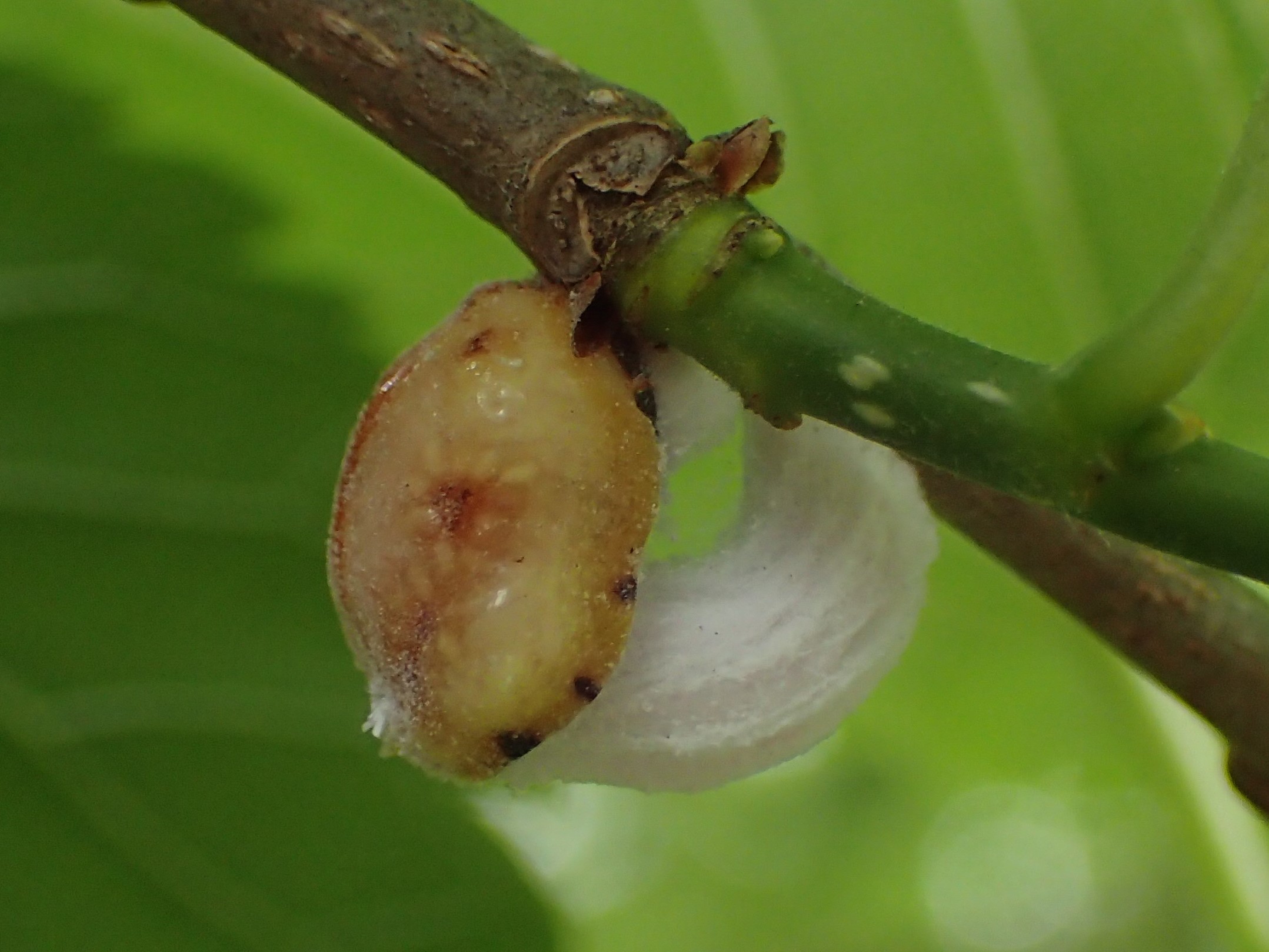ヒモワタカイガラムシ Takahasia Japonica 写ればおっけー コンデジで虫写真