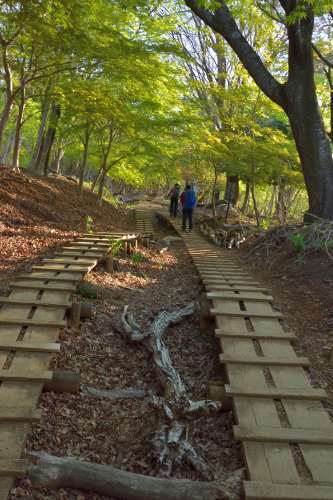 バカ尾根を往く塔ノ岳登山②奴がやってきた！_e0241691_19544196.jpg