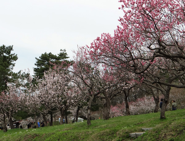 本州最北の梅園と弘前公園外堀の桜。全部を車窓から～♪_a0136293_18211050.jpg