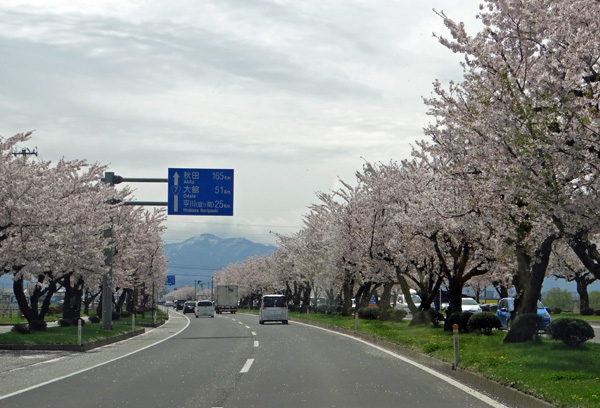 本州最北の梅園と弘前公園外堀の桜。全部を車窓から～♪_a0136293_18315492.jpg