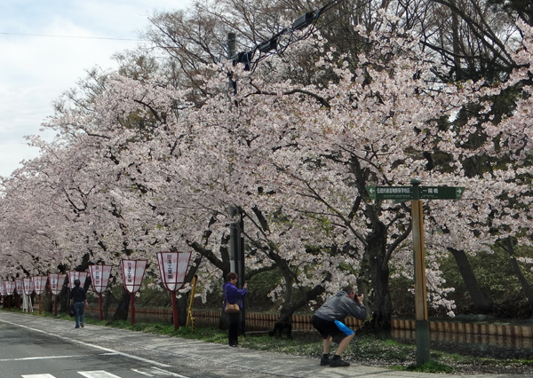 本州最北の梅園と弘前公園外堀の桜。全部を車窓から～♪_a0136293_18332719.jpg