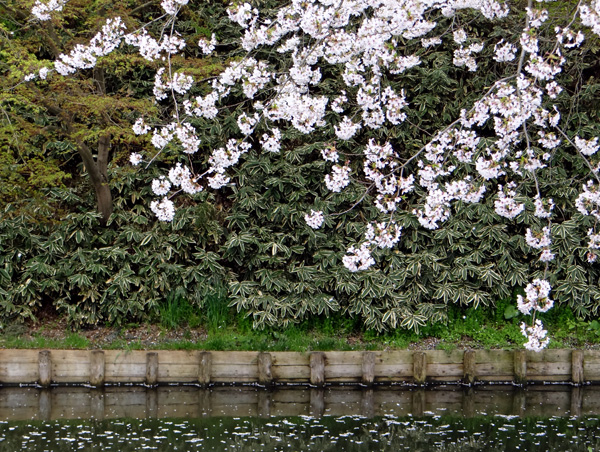 本州最北の梅園と弘前公園外堀の桜。全部を車窓から～♪_a0136293_18342639.jpg