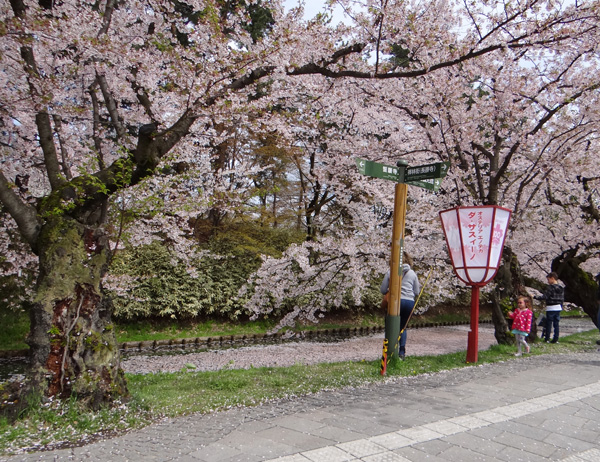 本州最北の梅園と弘前公園外堀の桜。全部を車窓から～♪_a0136293_1836259.jpg