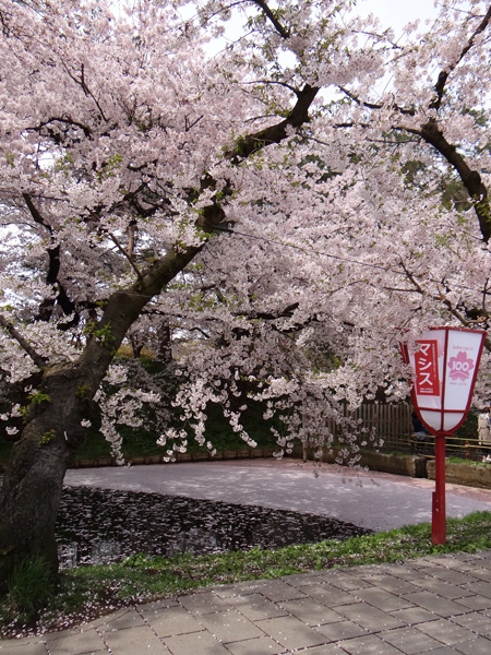 本州最北の梅園と弘前公園外堀の桜。全部を車窓から～♪_a0136293_18413847.jpg