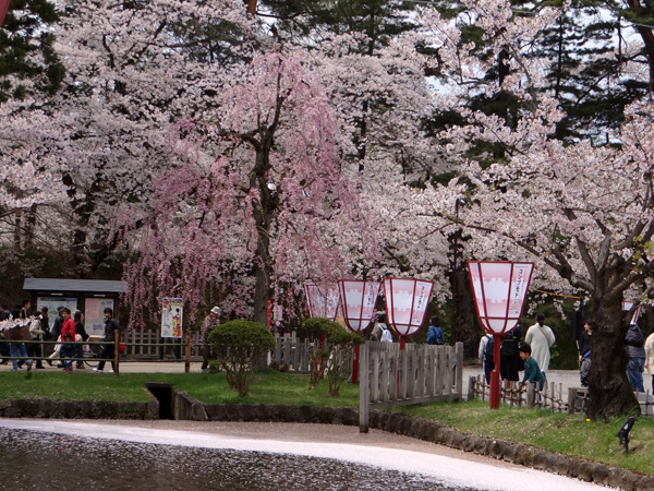 本州最北の梅園と弘前公園外堀の桜。全部を車窓から～♪_a0136293_18425020.jpg