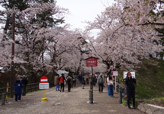 本州最北の梅園と弘前公園外堀の桜。全部を車窓から～♪_a0136293_18434399.jpg