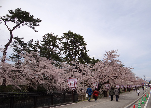 本州最北の梅園と弘前公園外堀の桜。全部を車窓から～♪_a0136293_18443692.jpg