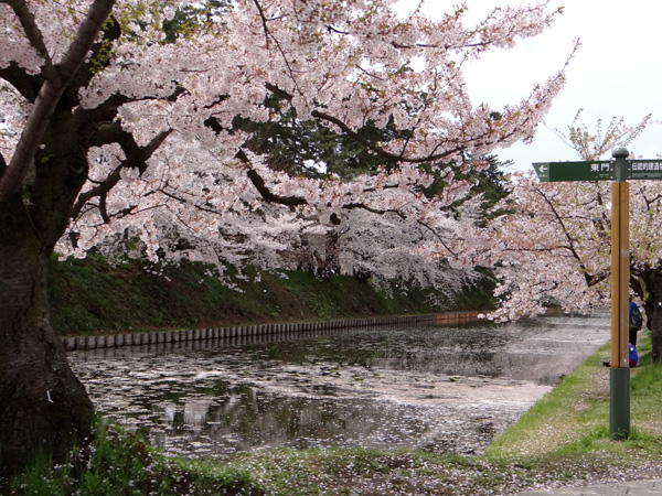 本州最北の梅園と弘前公園外堀の桜。全部を車窓から～♪_a0136293_18454889.jpg