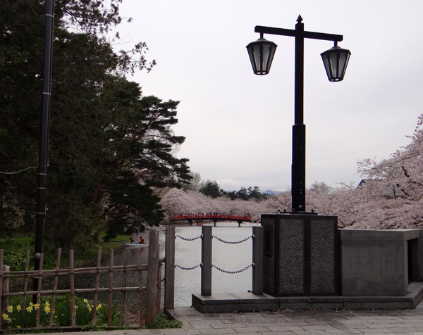 本州最北の梅園と弘前公園外堀の桜。全部を車窓から～♪_a0136293_18551655.jpg
