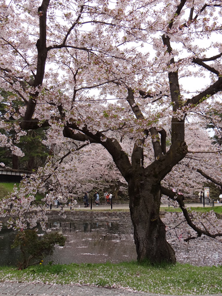 本州最北の梅園と弘前公園外堀の桜。全部を車窓から～♪_a0136293_18553066.jpg