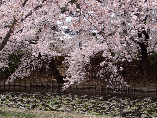 本州最北の梅園と弘前公園外堀の桜。全部を車窓から～♪_a0136293_1855553.jpg