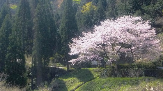 蜂の巣公園の桜_e0176993_06130902.jpg