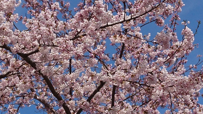 桜が満開_a0292194_2143892.jpg